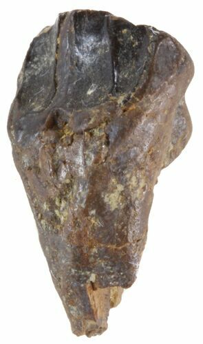 Triceratops Shed Tooth - Montana #41234